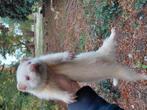 Albino fret mannelijk, Dieren en Toebehoren, Fret, April, Mannelijk, Tam