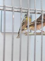 Koppel citroenborstedelzangers, Dieren en Toebehoren, Vogels | Overige Vogels