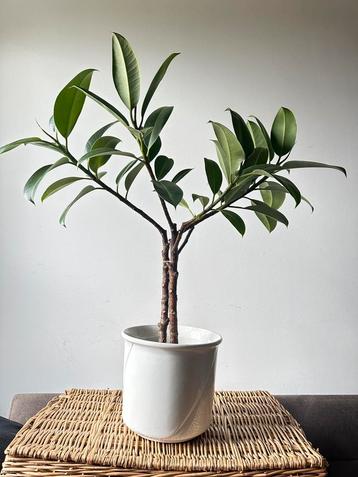 Ficus Elastica  75cm hoog beschikbaar voor biedingen