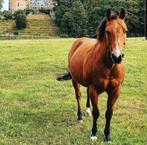 Hongre quarter horse, Animaux & Accessoires, Chevaux, Hongre
