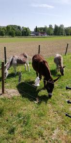 Ezel, ruin, Dieren en Toebehoren, Ruin, Niet van toepassing, Gechipt, 11 jaar of ouder