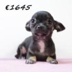 Chihuahua (teefjes) pups te koop, 15 weken tot 1 jaar, Handelaar, Buitenland, Meerdere
