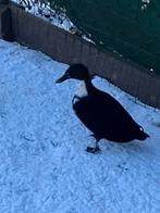 trio zwart / wit eenden, Dieren en Toebehoren, Eend