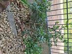Poncirus trifoliata  "flying dragon ", Tuin en Terras, Planten | Struiken en Hagen, Ophalen, Overige soorten, Struik, Minder dan 100 cm