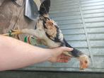 Shamo haan kuiken !!, Dieren en Toebehoren