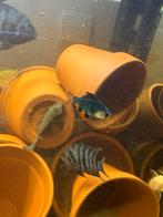 Cicliden, Dieren en Toebehoren