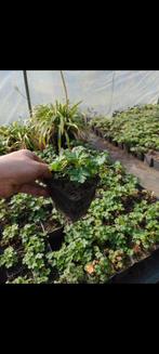 Geranium Biokovo, Tuin en Terras, Planten | Tuinplanten, Ophalen