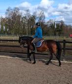 6jarige E pony merrie, Dieren en Toebehoren, Paarden, Merrie