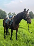 Paard te koop, Dieren en Toebehoren, Minder dan 160 cm, Zadelmak, 11 jaar of ouder, Recreatiepaard