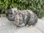 Minilop konijntje, Dieren en Toebehoren, Konijnen