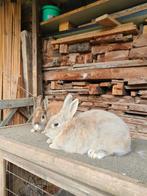 Dwergkonijnen, Dieren en Toebehoren, Konijnen