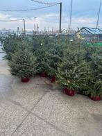 Picea omorika, pot gekweekt. blauwe spar. Kerstboom, Enlèvement, En pot, Autres espèces, 100 à 250 cm