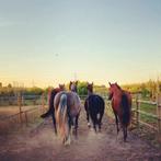 Plek vrij op paddock paradise te Aartselaar, Dieren en Toebehoren