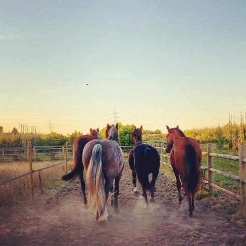 Plek vrij op paddock paradise te Aartselaar, Dieren en Toebehoren, Stalling en Weidegang
