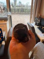 Hamster a donner, Dieren en Toebehoren, Knaagdieren, Hamster, Vrouwelijk, Januari, Tam