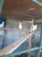 Witte duiven, Dieren en Toebehoren
