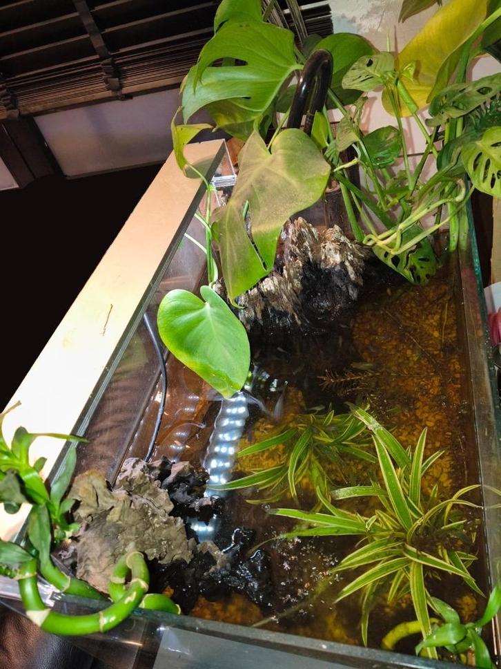 Superfish scaper 90liter met vissen, Dieren en Toebehoren, Reptielen en Amfibieën | Toebehoren, Ophalen