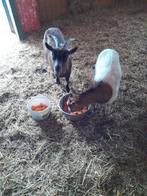 Geitje, Dieren en Toebehoren, Vrouwelijk, Geit, 0 tot 2 jaar