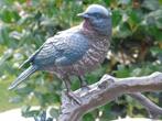 beeld van een vogel (3) in brons op een tak met gepatineerde, Tuin en Terras, Tuinbeelden, Ophalen, Nieuw, Overige materialen