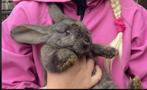 Tamme Vlaamse reusjes mannelijk, Dieren en Toebehoren, Konijnen, Mannelijk, Groot, 0 tot 2 jaar