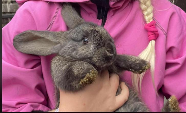 Tamme Vlaamse reusjes mannelijk, Dieren en Toebehoren, Konijnen, Groot, Mannelijk, 0 tot 2 jaar