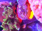 Zoanthus Stratosphere, Dieren en Toebehoren, Overige typen, Zoutwatervis