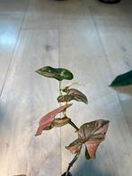 Syngonium Red Spot Pink Splash, Huis en Inrichting, Ophalen of Verzenden