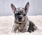 Franse bulldog, Dieren en Toebehoren, Honden | Bulldogs, Pinschers en Molossers, België, Fokker | Hobbymatig, CDV (hondenziekte)