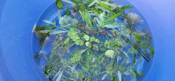 lot met 20 tal aquarium plantjes beschikbaar voor biedingen