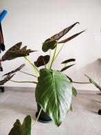 Grote Alocasia, Huis en Inrichting, Kamerplanten, Ophalen