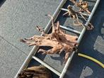 Aquarium hout, Dieren en Toebehoren, Ophalen, Zo goed als nieuw, Plant(en), Steen of Hout