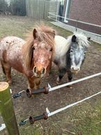 Mini paardjes, Dieren en Toebehoren, Merrie, Gechipt, 3 tot 6 jaar