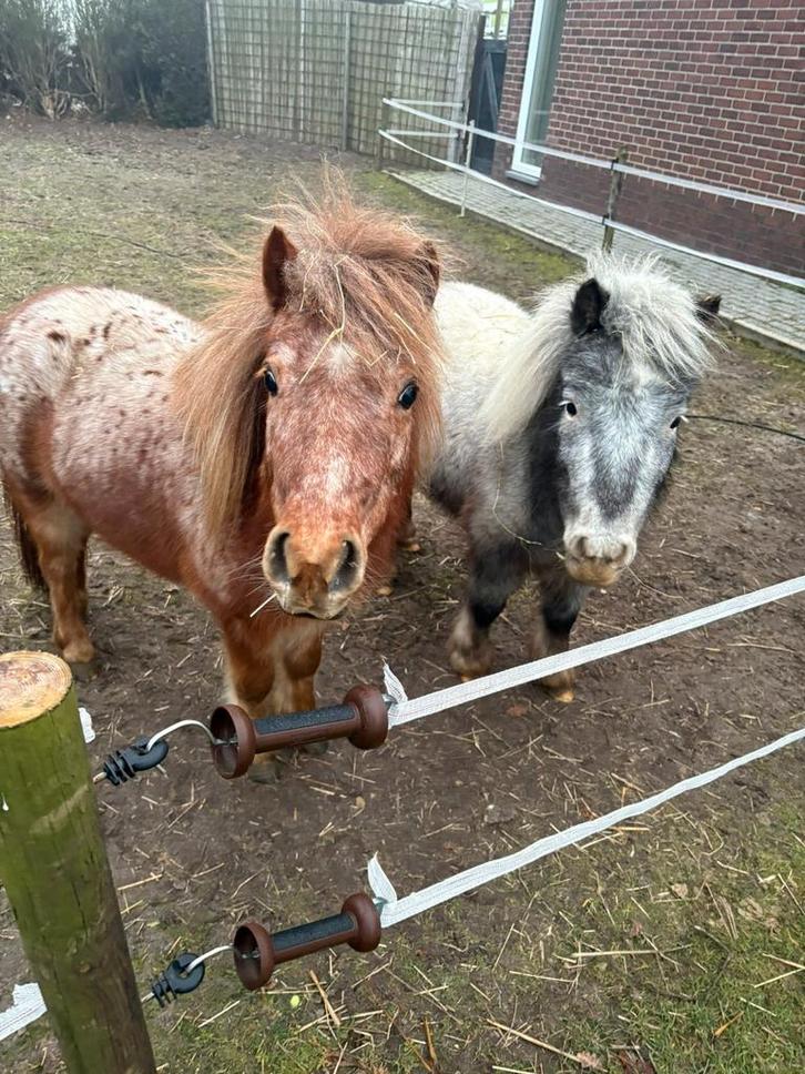 Mini paardjes, Animaux & Accessoires, Poneys, Jument, Poney de récréation, 3 à 6 ans, Avec puce électronique, Vermifugé
