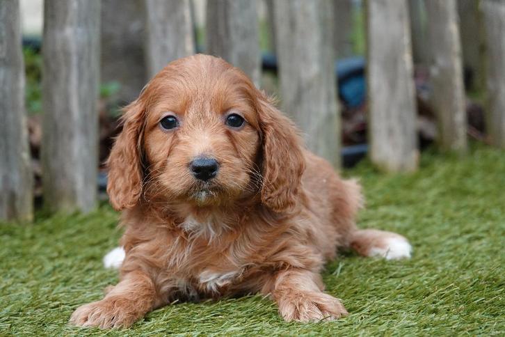 Magnifiques chiot Cockapoo abricot, Animaux & Accessoires, Chiens | Retrievers, Épagneuls & Chiens d'eau, Chienne, Autres races