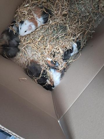 kleine cavia's beschikbaar voor biedingen