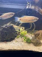 4 Snakeskine Gourami's, Dieren en Toebehoren, Vis, Zoetwatervis