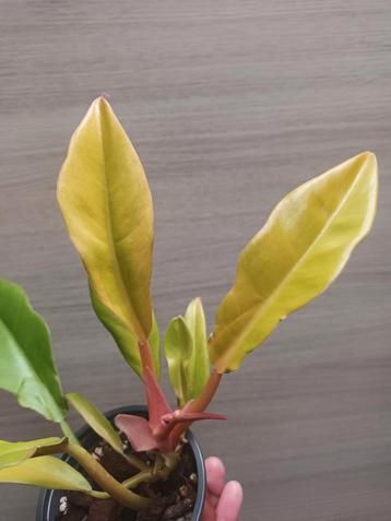 Philodendron golden crocodile, Huis en Inrichting, Ophalen of Verzenden