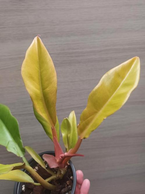 Philodendron golden crocodile, Huis en Inrichting, Kamerplanten, Ophalen of Verzenden