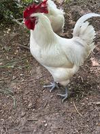 Poulle de bresse, Dieren en Toebehoren