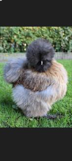 Kuikens zijdehoender usa kriel, Dieren en Toebehoren