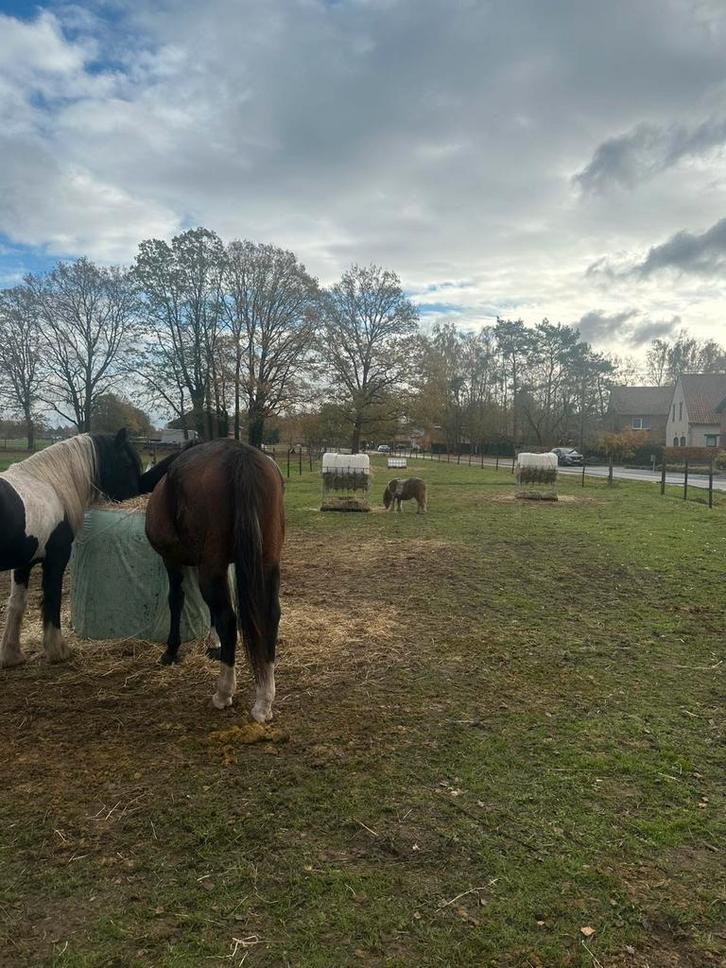 2 STALLEN BESCHIKBAAR MET WEIDE KURINGEN, Dieren en Toebehoren, Stalling en Weidegang