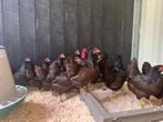 Barnevelder krielkippen bruin gezoomd hen gesekst + ingeënt, Femelle, Poule ou poulet