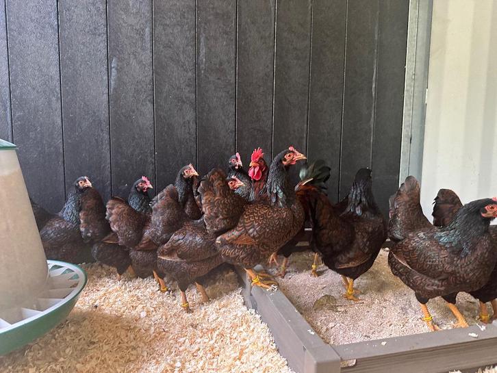 Barnevelder krielkippen bruin gezoomd hen gesekst + ingeënt, Dieren en Toebehoren, Pluimvee, Kip, Vrouwelijk