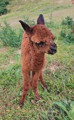 Alpaca hengst ros- bruin, Dieren en Toebehoren, Overige Dieren, Juli