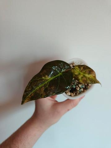 Alocasia Regal Shield Variegata beschikbaar voor biedingen