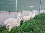 Alpaca, Dieren en Toebehoren, Schapen, Geiten en Varkens, Meerdere dieren, 0 tot 2 jaar