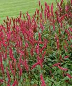 Persiaria duizendknoop, Jardin & Terrasse, Plantes | Jardin, Plein soleil, Enlèvement ou Envoi