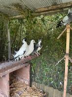 7 jonge sierduifjes, Dieren en Toebehoren, Vogels | Duiven, Geslacht onbekend, Overige soorten