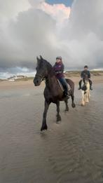 Leuke friese merrie met stamboom, Dieren en Toebehoren, Paarden en Pony's | Verzorgingsproducten, Ophalen of Verzenden, Zo goed als nieuw