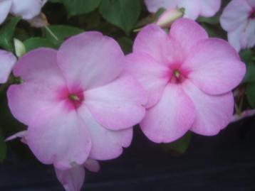 🎁 Graines d'impatiens nain baby, de couleurs roses